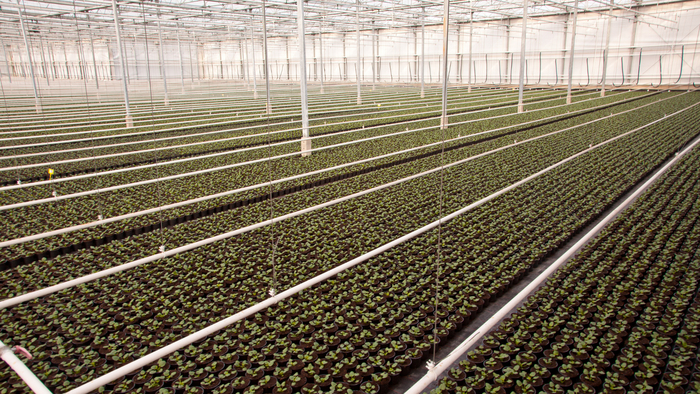 Современная промышленная теплица.