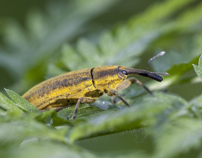 А тут на медоеда походит