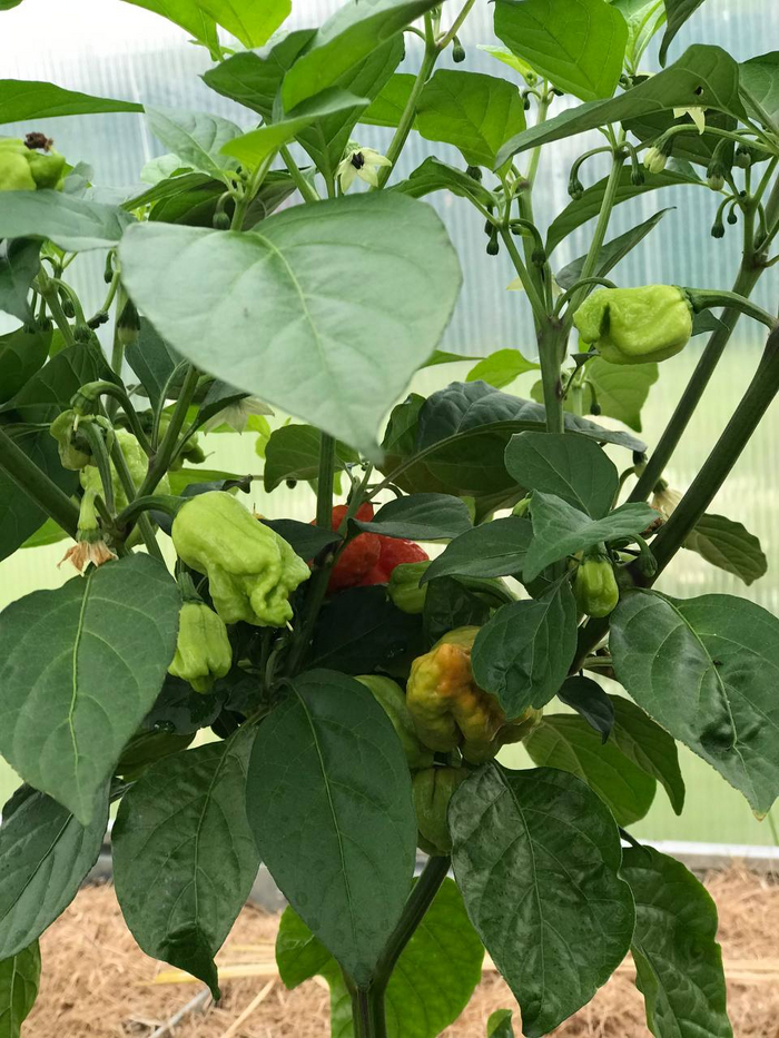 Bhut Jolokia Peach