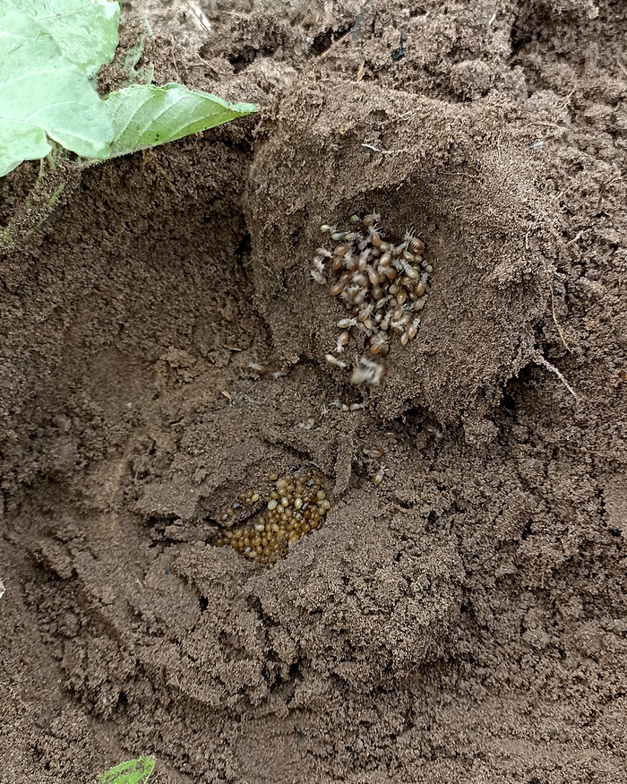 А на этом фото видны как вылупившиеся мелкие медведки, так и яйца, из который они и вылупляются.