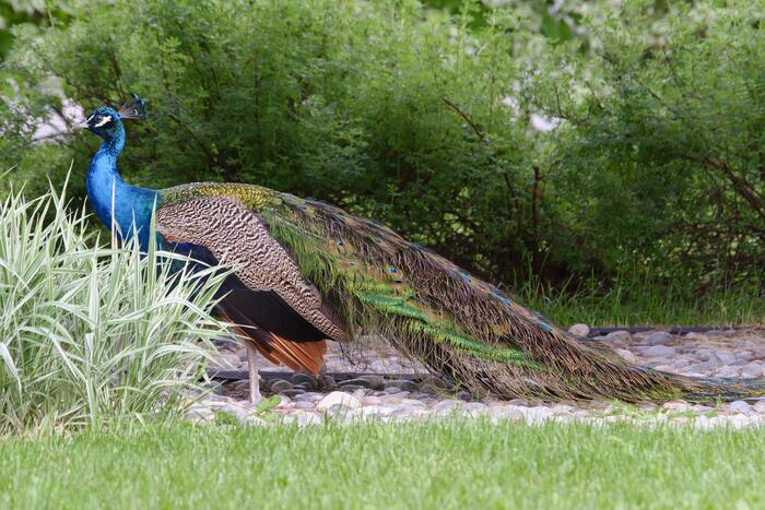 Красавец самец.