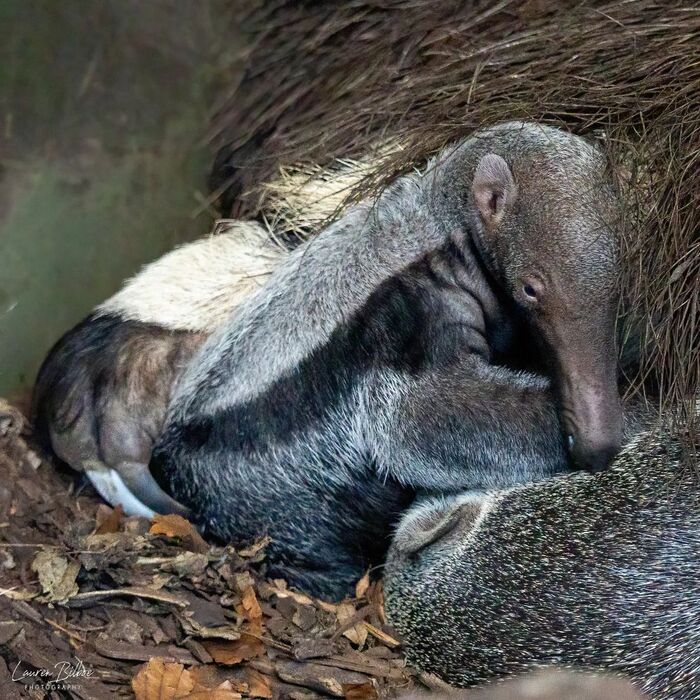 Двухнедельный муравьед прижимается к маме