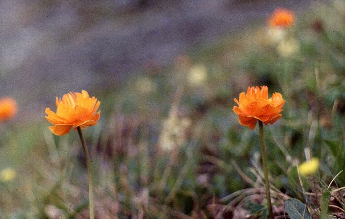 Жарки - прекраснейшие цветы, украшение Саян.