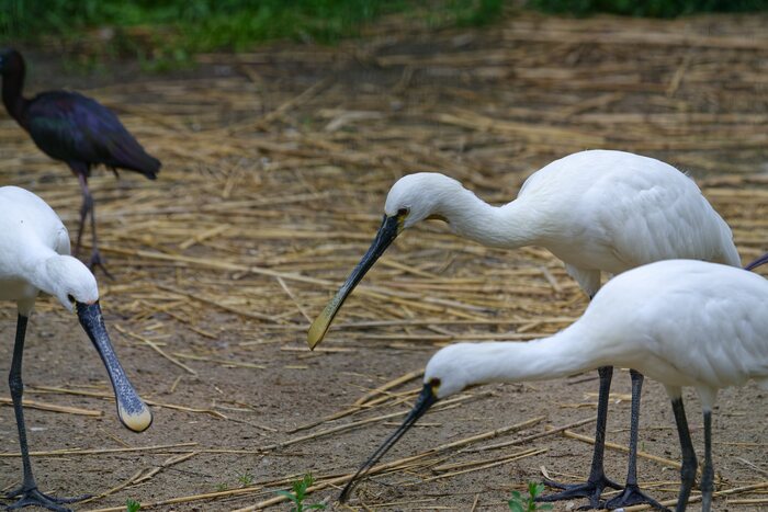 Колпицы гуляли в просторном вольере, собирали палочки и вили гнёзда!