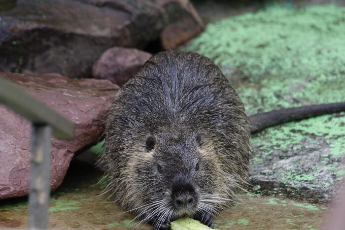 Нутрия обедает