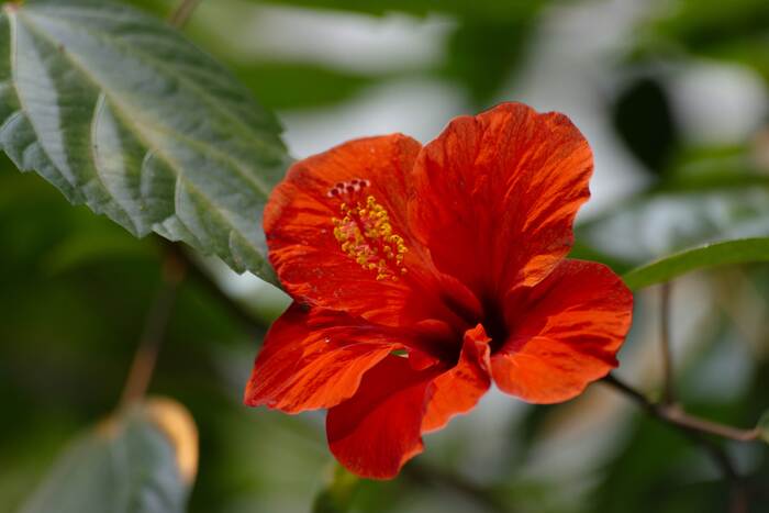 Многие растения цветут