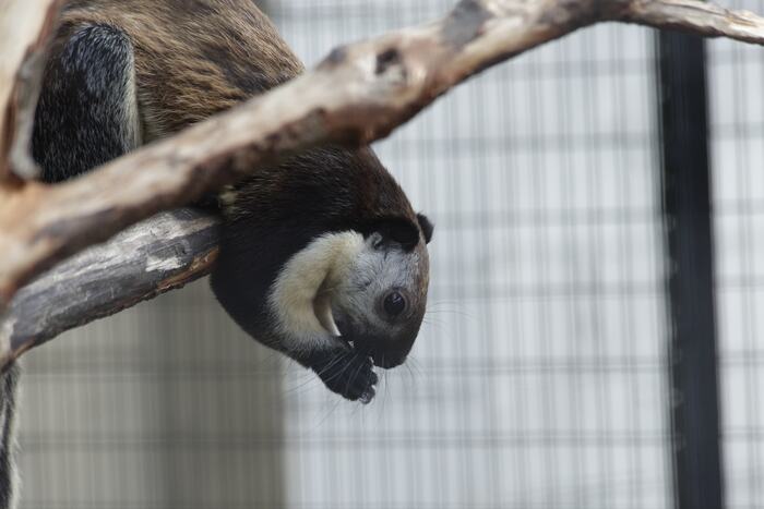 Гигантская белка. Да, так и было написано. Очень шустрые зверьки.