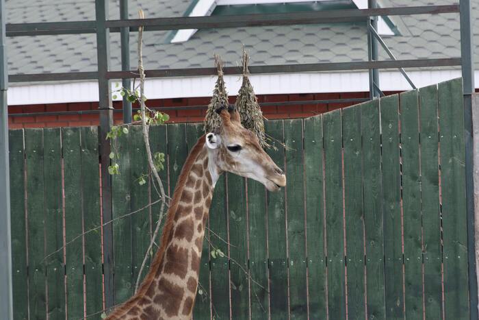 Жираф гулял где-то в дальнем уголке своего просторного вольера и ел веники.