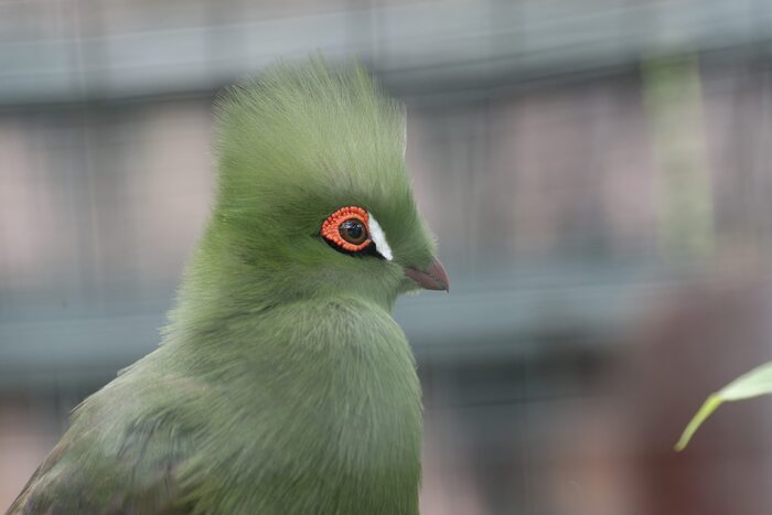 Гвинейский турако. Пушистое чудо.