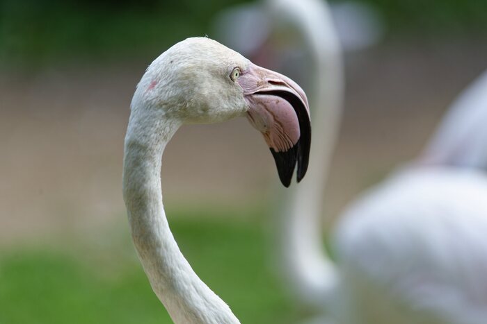 Фламинго. Потрет.