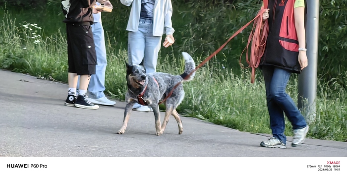 Какой интересный цвет у собаки!