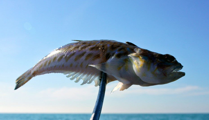 Чтобы правильно взять такую рыбу, у опытных рыбаков всегда наготове щипчики!