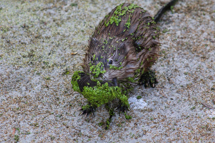 Хоть бы вышел, погулял на улице! А то вон, весь зеленью оброс!