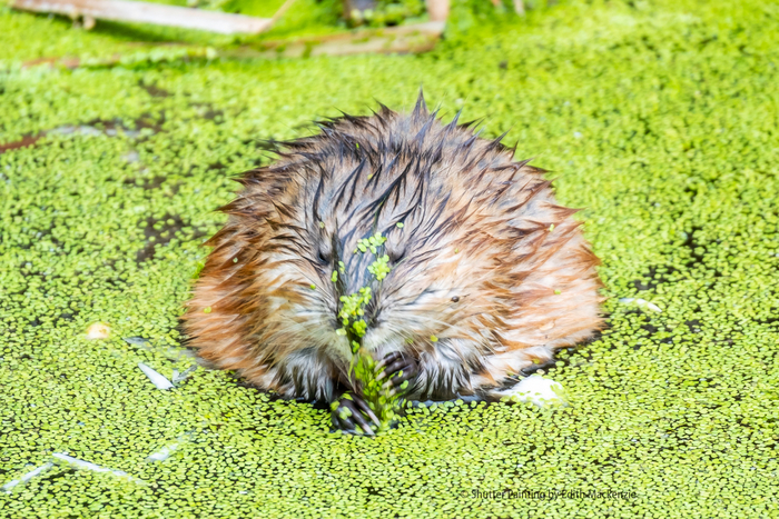 Я до душа: Блин, так не хочется идти мыться... Я после душа: Гидросфера всегда была моим домом. Мне не нужно было выходить на сушу.
