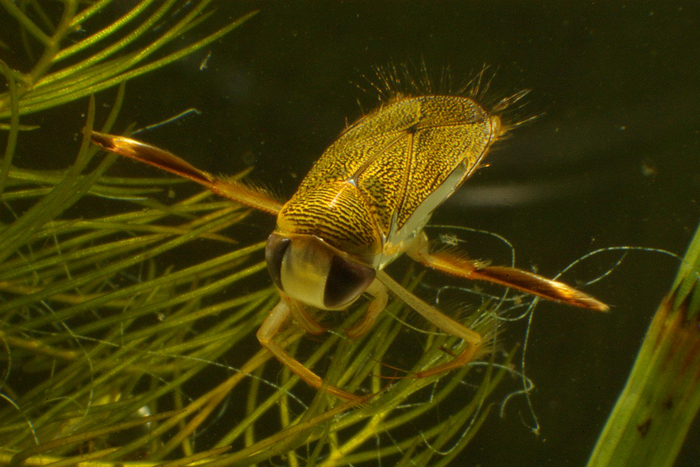 Мёд не делаю. Да, даже неправильный.