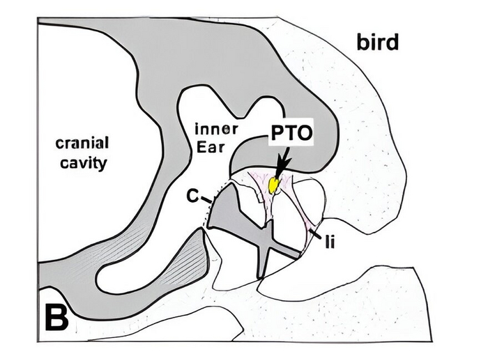 Рисунок, на котором показано расположение парабарабанного органа (PTO). Cranial cavity и inner ear — мозговая коробка и полость внутреннего уха соответственно. li — связки. С — стремечко.