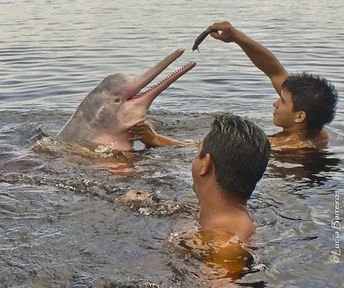 ���������� ������ �������. ��������: lubasi, <a href="https://pikabu.ru/story/pravdivyi_li_yeti_fotografii_rozovogo_delfina_11545339?u=https%3A%2F%2Fcreativecommons.org%2Flicenses%2Fby-sa%2F2.0%2C&t=CC%20BY-SA%202.0&h=6701a0a0858cbafdc3262fd6c45d7f7ec261db9d" title="https://creativecommons.org/licenses/by-sa/2.0," target="_blank" rel="nofollow noopener">CC BY-SA 2.0</a>, via <a href="https://pikabu.ru/story/pravdivyi_li_yeti_fotografii_rozovogo_delfina_11545339?u=https%3A%2F%2Fcommons.wikimedia.org%2Fwiki%2FFile%3ABoto_Vermelho_%287450424606%29.jpg&t=Wikimedia%20Commons&h=e60d545f6485f1e53104f47704f932d4899ba840" title="https://commons.wikimedia.org/wiki/File:Boto_Vermelho_(7450424606).jpg" target="_blank" rel="nofollow noopener">Wikimedia Commons</a>