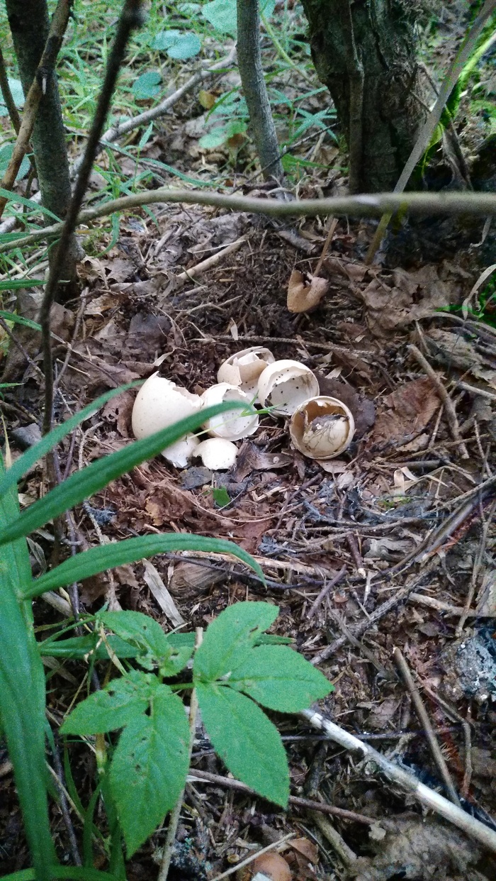 Они вылупились и улетели.)