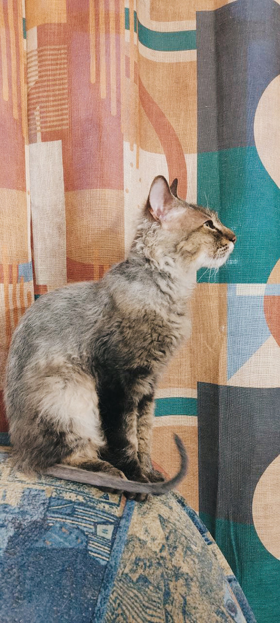 Он все еще хочет любви и имеет свойство метить, пока не получит в лоб от наших старожил. На данный момент мы занимаемся его воспитанием и отучением от старых привычек, однако он все еще в поиске семьи и когда мы приведем его в порядок мы готовы его отдать.