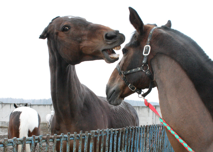 Кажется, что здесь не происходит ничего особенного. Но лошадь слева — в бешенстве. На это указывают её прижатые уши. И кусать она собирается не понарошку.