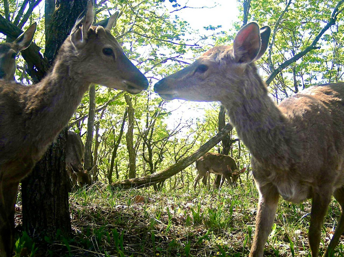 Так что «подкат» в стиле: «увидел тебя, и моё сердце замерло» — вполне уместен и правдив