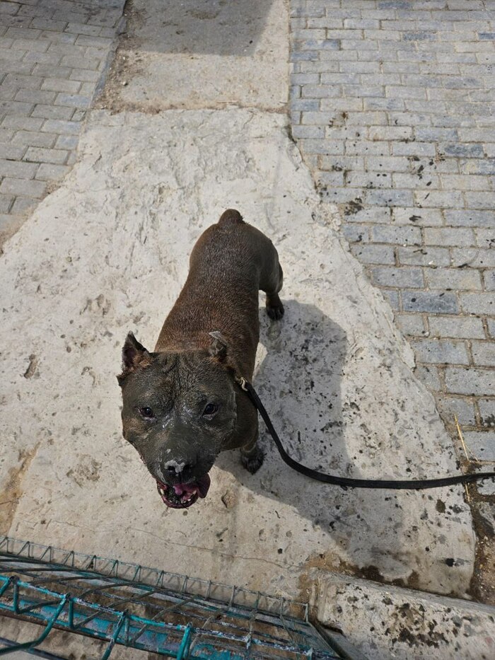 Вываляться в грязи - бесценно! Для остального есть карта "Мир" зоокуратора.