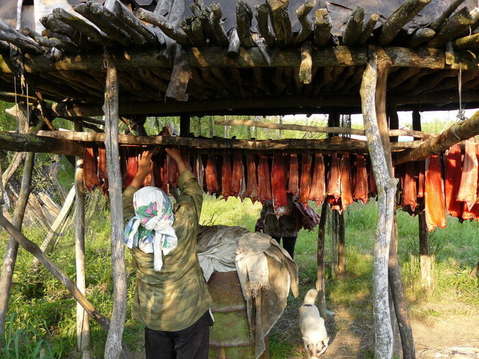 Так сушат юколу. В Корякском округе