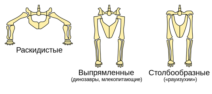 Выпрямленные ноги — главное отличие динозавров от современных рептилий