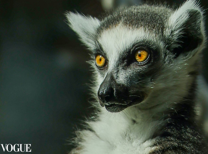  <a href="https://pikabu.ru/story/yeti_glaza_naprotiv_chaynogo_tsveta_11554048?u=https%3A%2F%2Ft.me%2FMoscowzoo_official%2F5832&t=%D0%BE%D1%82%D1%81%D1%8E%D0%B4%D0%B0&h=8f1fcaedb40f430120d80b1dbd3d3cc085c33a51" title="https://t.me/Moscowzoo_official/5832" target="_blank" rel="nofollow noopener"></a>