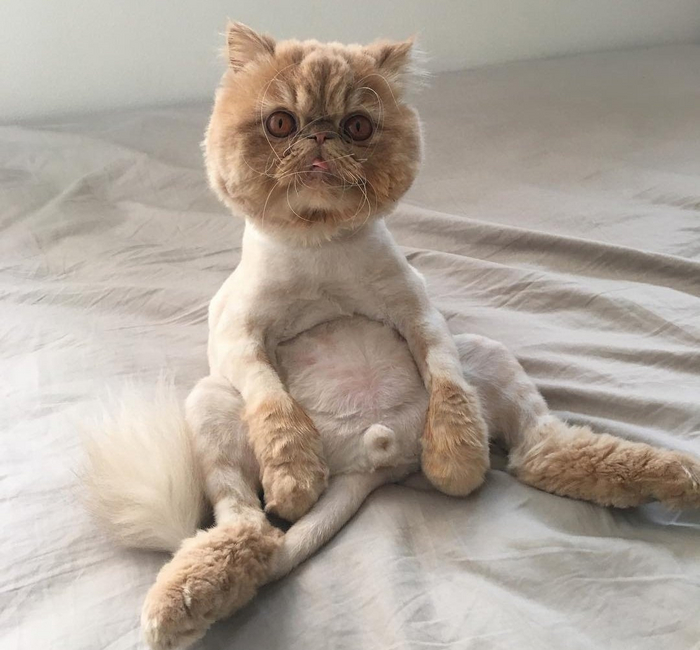 — Мам, ну выйди, я не оделся! — Ой, чего я там не видела!