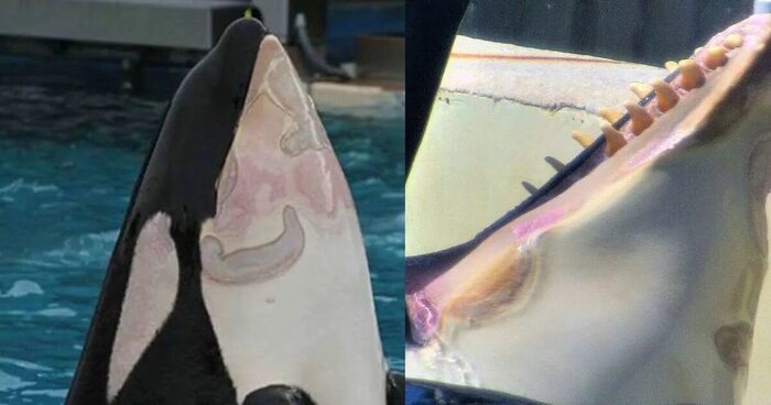   (,   )  SeaWorld, - ()