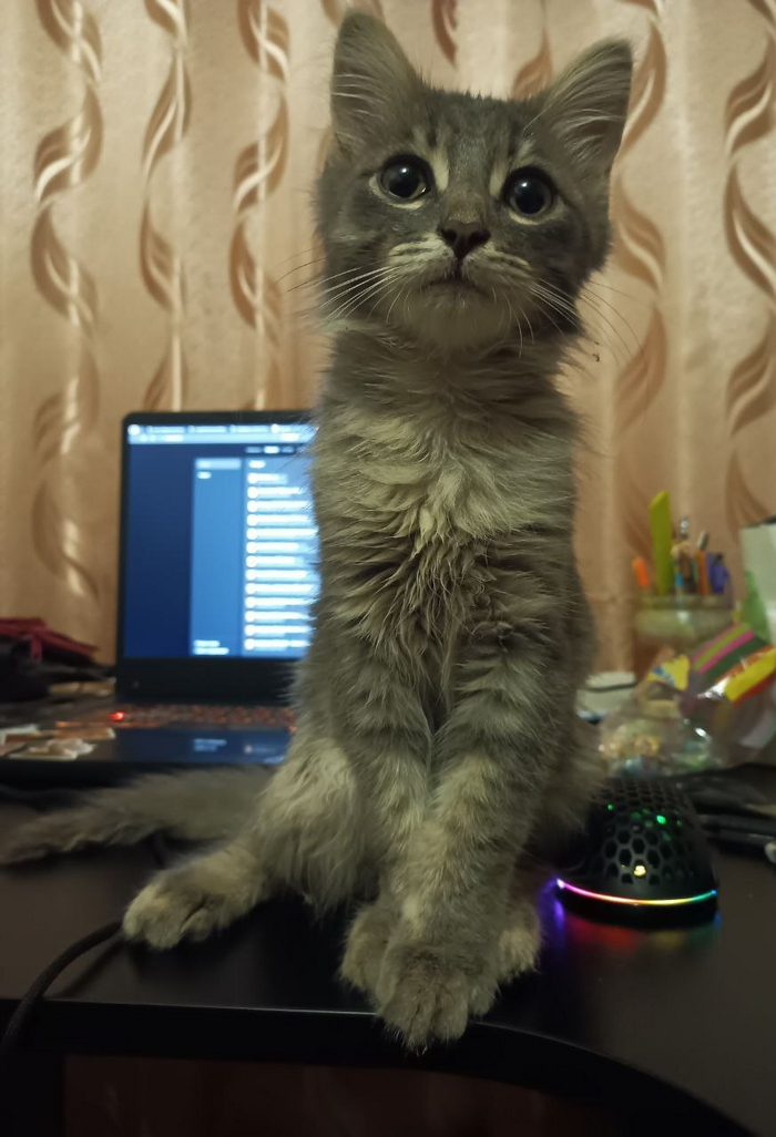 Маленький Дед