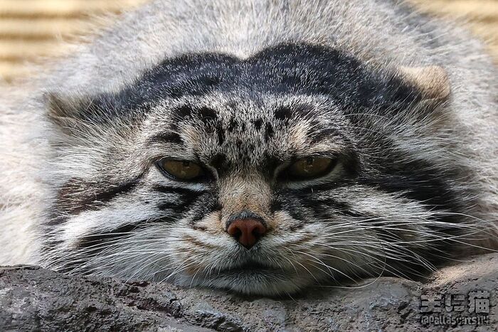 Невыносимая тщетность бытия