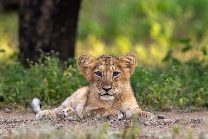 Прелестный