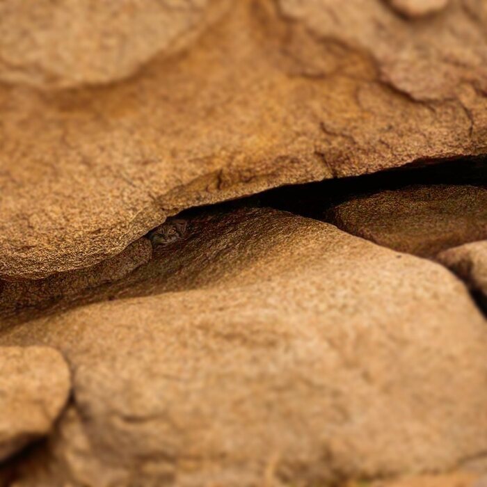 ����� ����