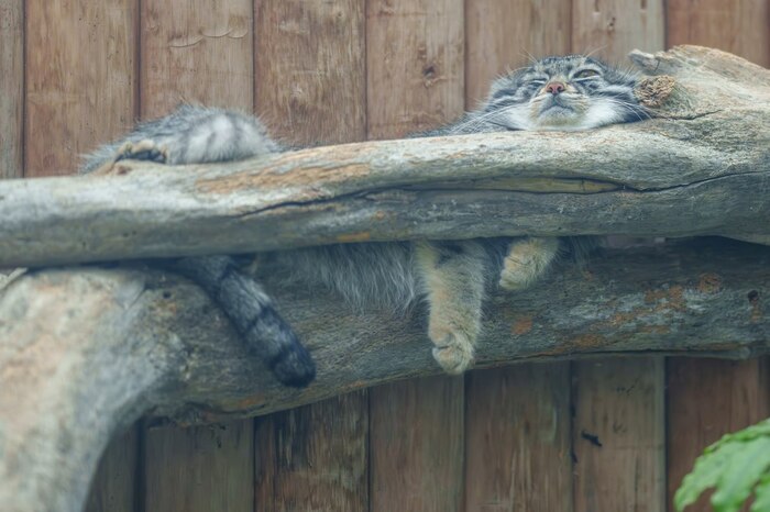 В смысле на работу вставай? Я же манул... вроде...