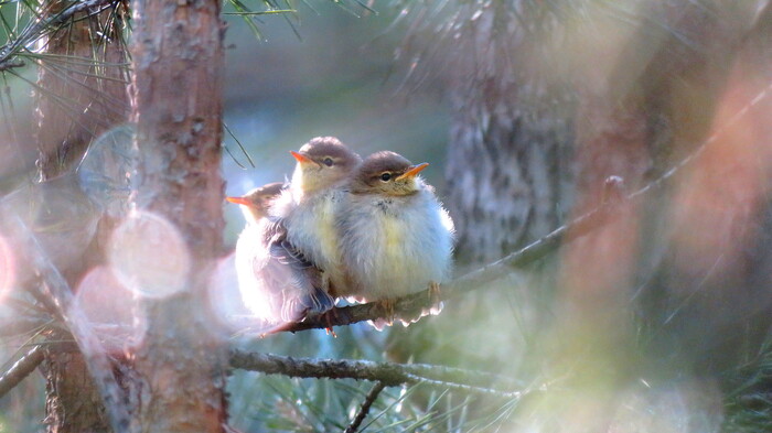     : <a href="https://pikabu.ru/story/penochkavesnichka_kormit_svoego_goryinyicha_11567386?u=https%3A%2F%2Fdzen.ru%2FBirdman&t=https%3A%2F%2Fdzen.ru%2FBirdman&h=632c0cfa3674fa551d720d7d56d0925aff3ba6b9" title="https://dzen.ru/Birdman" target="_blank" rel="nofollow noopener">https://dzen.ru/Birdman</a>