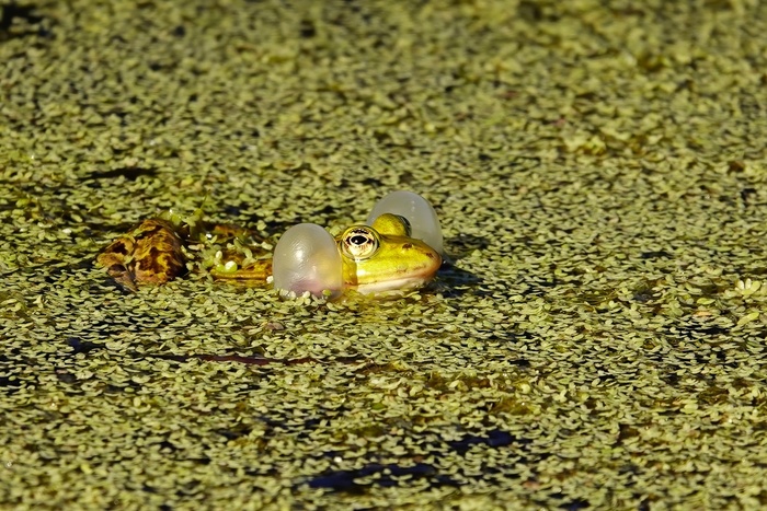 Это очевидно самец, они надувают воздух и издают звуки, привлекающие самочек. Этот, наверное, думает - какой я красавец...