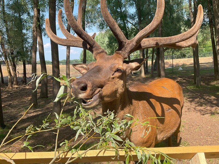 Под Казанью открылся парк альпак, ну и маралы есть :)