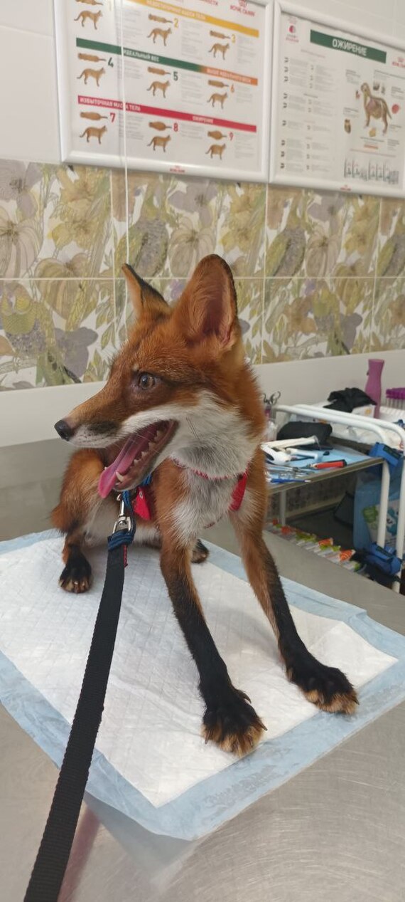 � ����������