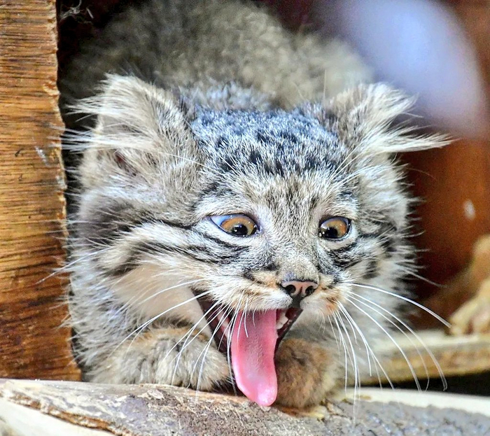 Лизнул качели на морозе XD