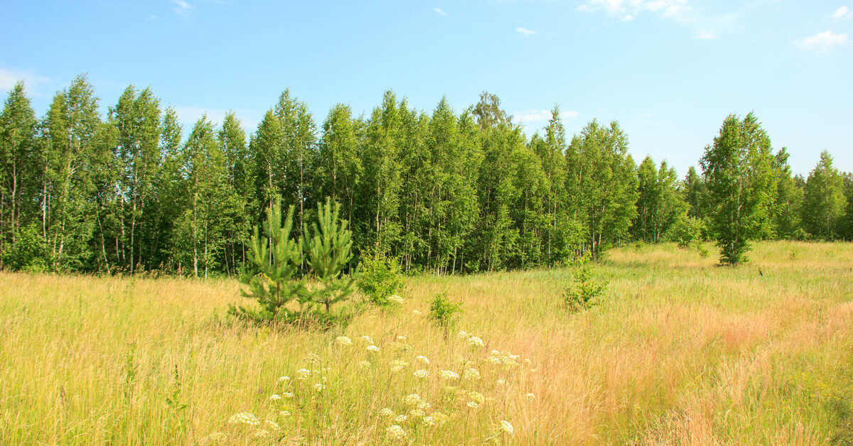 Жара в перелеске | Пикабу