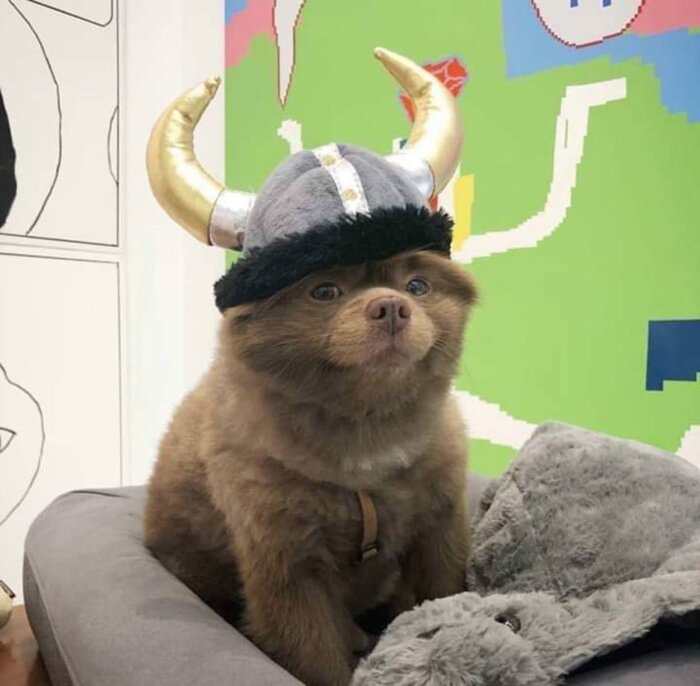 Когда изучил свою родословную и выяснилось, что ты на 3% скандинав