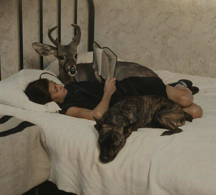 Удивительные и забавные ретро фотографии с животными. 20 раскрашенных фотографий из ХХ века. Часть II Колоризация, Старое фото, Фотография, Животные, 20 век, Длиннопост