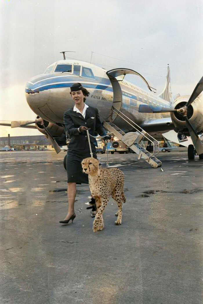 Удивительные и забавные ретро фотографии с животными. 20 раскрашенных фотографий из ХХ века. Часть II Колоризация, Старое фото, Фотография, Животные, 20 век, Длиннопост