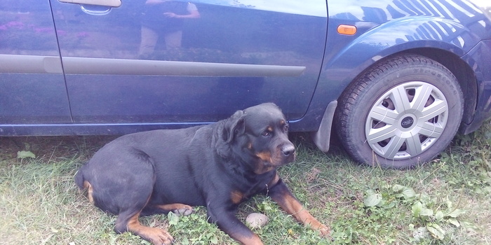 Смотрит на вас и боится за щенков