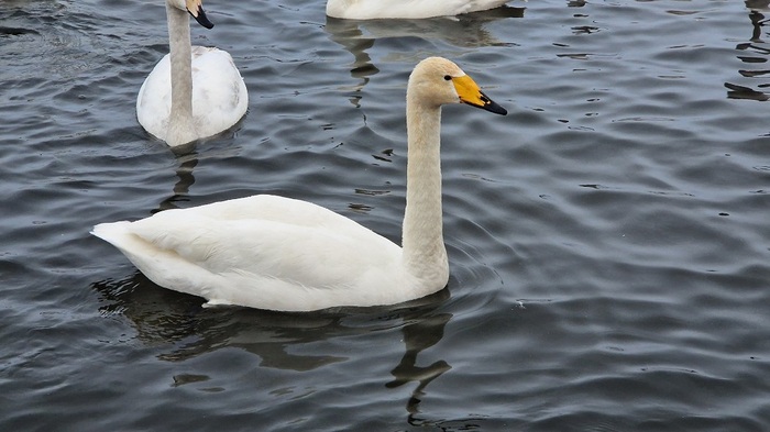 ��������� (�������) �����. ��������� ����. ����: <a href="https://pikabu.ru/story/udivitelnoe_nezamerzayushchee_lebedinoe_svetloe_ozero_gde_nakhoditsya_i_kak_proekhat_11592022?u=https%3A%2F%2Fvk.com%2Fgerasko2&t=%D0%90%D0%BB%D0%B5%D0%BA%D1%81%D0%B0%D0%BD%D0%B4%D1%80%20%D0%93%D0%B5%D1%80%D0%B0%D1%81%D1%8C%D0%BA%D0%BE%20%2F%20%D0%92%D0%9A%D0%BE%D0%BD%D1%82%D0%B0%D0%BA%D1%82%D0%B5&h=f0a248270a41547109028ce4626b8977683fb7bb" title="https://vk.com/gerasko2" target="_blank" rel="nofollow noopener">��������� �������� / ���������</a>