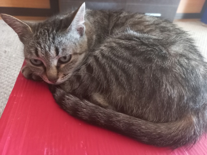 Лежит, отдыхает)