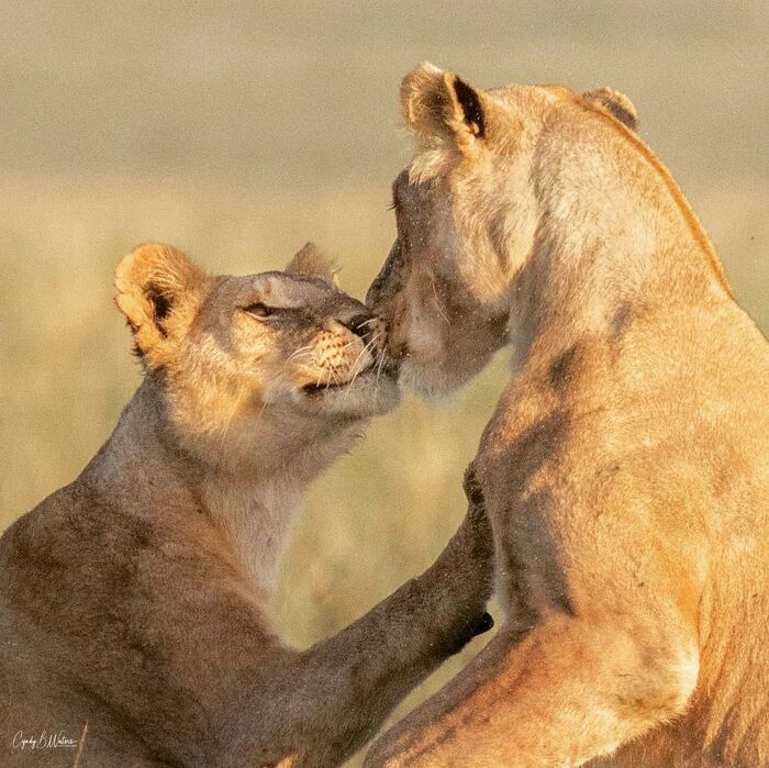 Танец матери и дочери