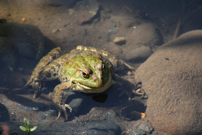 It is Wednesday, my dudes